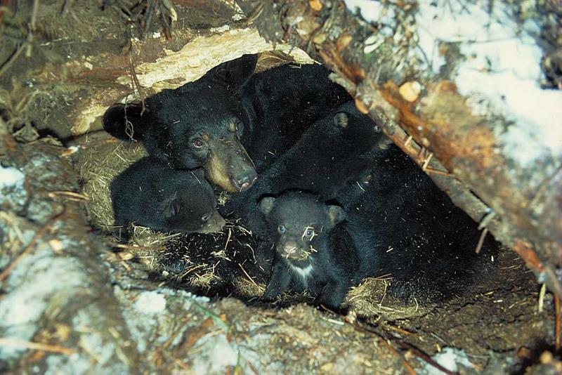 Seasonal Considerations-Denning Black bears typically hibernate for 3-5 months Settle into den, late