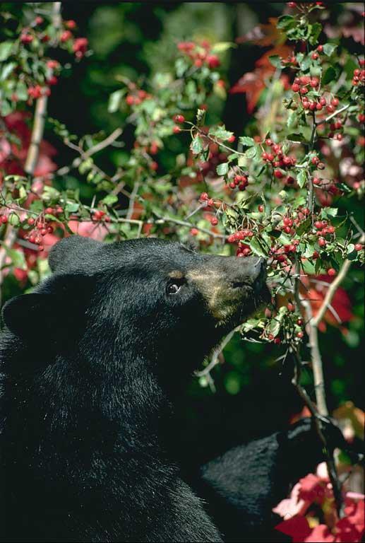 Hungry as a Bear After emerging from the den, bears seek out new spring plant growth By late summer, black bears are in an eating frenzy