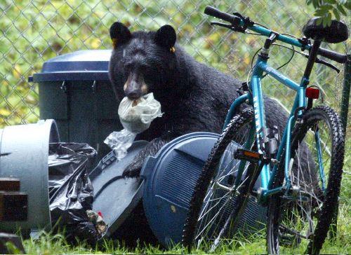 Hungry as a Bear In an urban setting, human attractants can satisfy the high caloric needs of bears A bear s keen sense of smell and easy access