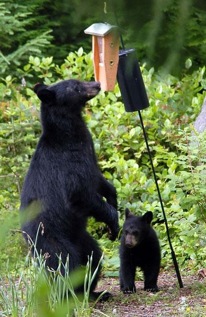 Bird Feeders Bird seed is a calorie rich food source for bears.