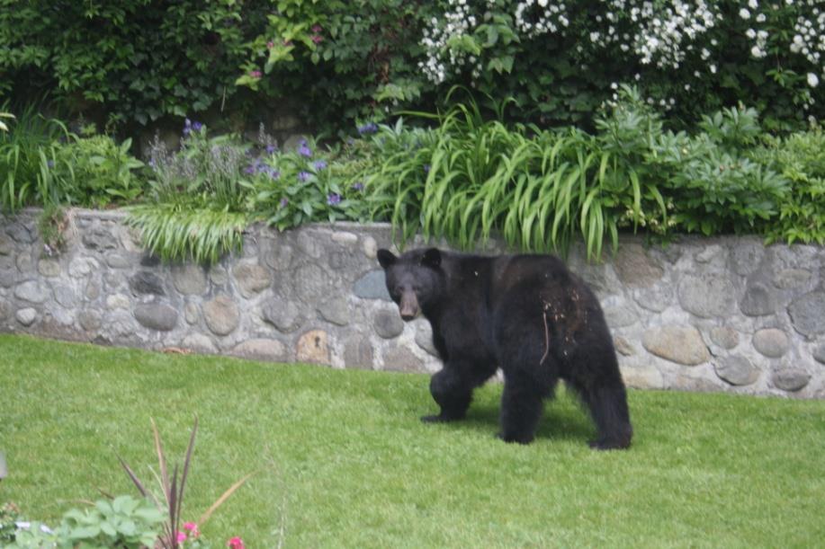 Bears in the News: Wildlife authorities warn of seasonal bear encounters (Alberni Valley Times-March 19, 2015) Spring has arrived and so have