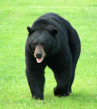 Avoidance-Be Bear Aware If a bear should enter your yard: From a safe distance, make lots of noise, yell or use a noise device such as a whistle or