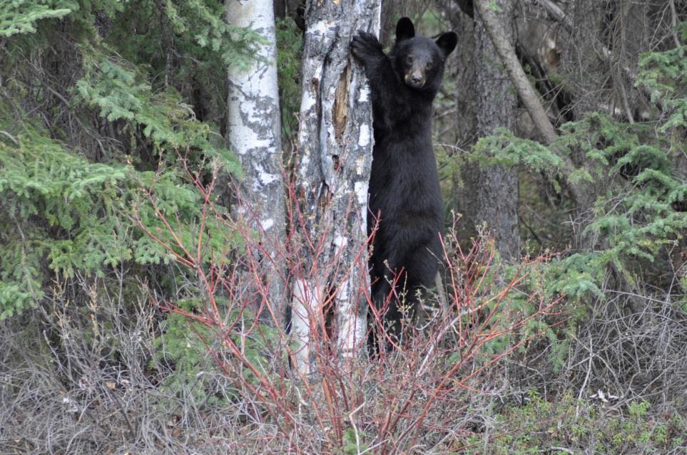 Avoidance-Out and About Staying aware & alert is your best defense against bear problems Be