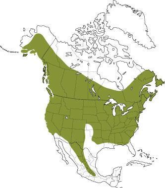The Bear Facts Black Bears Most widely distributed bear species in North America