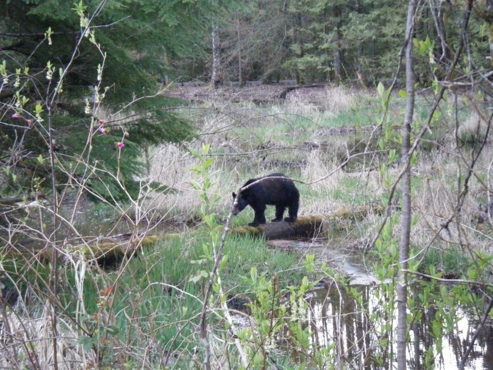 Avoidance-Out and About If you encounter a bear on the trail: Stay calm Do not run