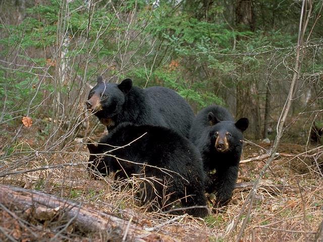 The Bear Facts Black Bears are long-lived animals The average life span is about 18 years, with some bears living into their 20 s One bear