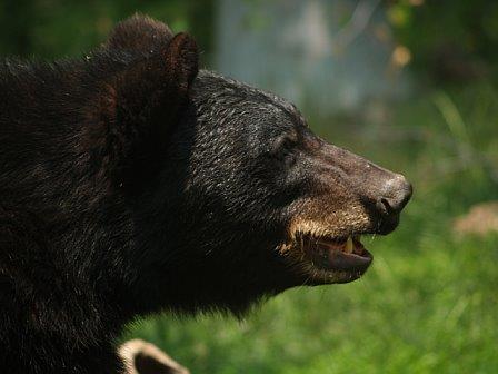 The Bear Facts Bears have an extraordinary sense of smell 100 times that of a human 7