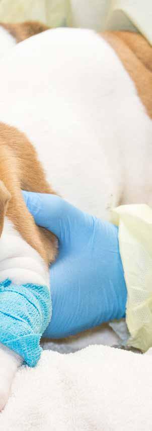 RESCUE REHABILITATE REHOME SHELTER MEDICINE u Provides daily basic medical procedures. u Performs lifesaving specialized surgeries, progressive treatments and subsequent rehabilitation services.