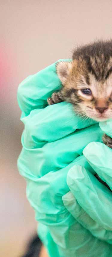 RESCUE REHABILITATE REHOME KITTEN NURSERY u Operates 24-hours a day during kitten season.
