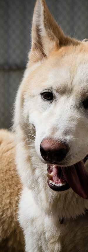 BEYOND OUR BORDERS YULIN AND KOREAN DOG RESCUES u These dogs received extensive medical exams, behavior training and continued reassurance from their caregivers before being placed in new, loving