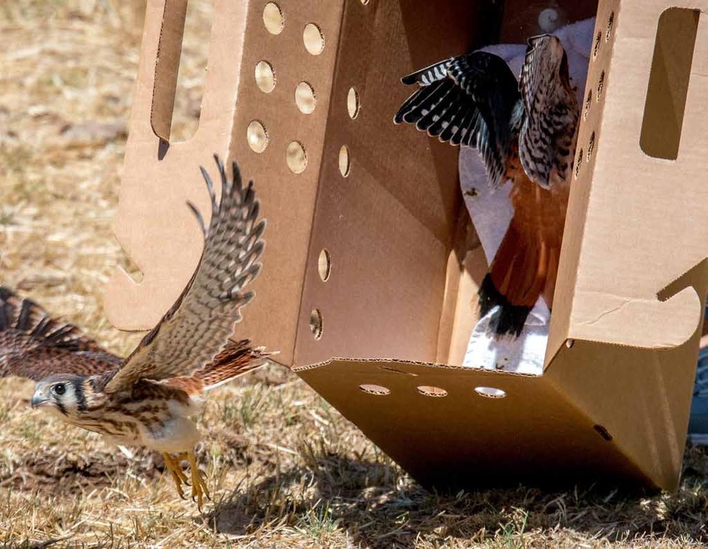 These kestrels came to Project Wildlife after they were found on the ground,