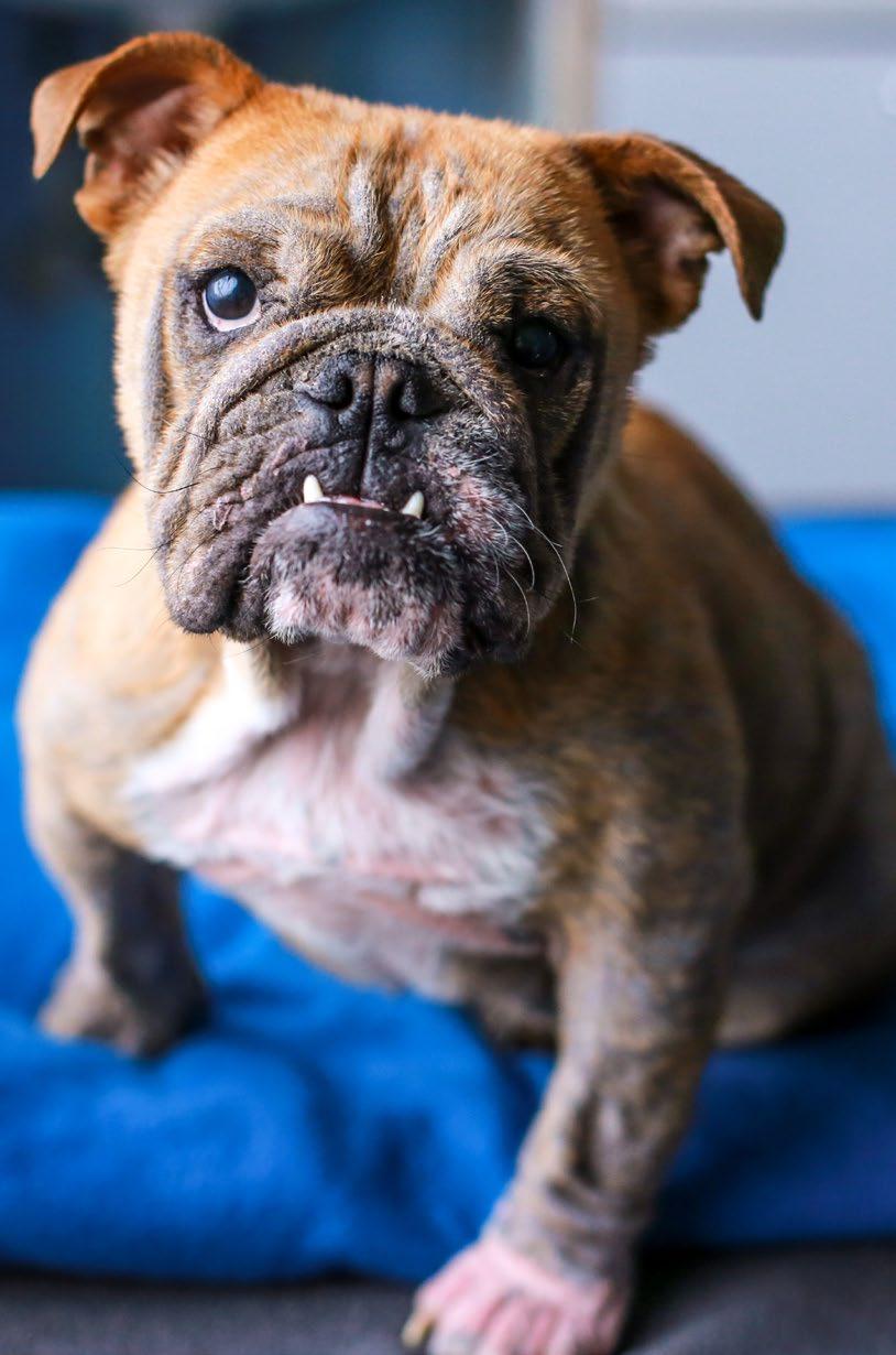 Enid s story Bulldog puppy Enid was brought in as a stray in January 2017 with a horrific skin infection, deformed hips, a serious heart condition and widescale dental problems.