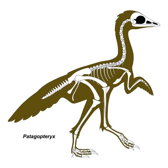 J. Paleont. Soc. Korea. Vol. 22, No. 1, 2006 Fig. 5. Skeletal reconstructions of the Late Cretaceous basal ornithuromorph Patagopteryx.