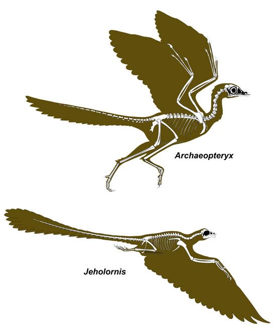 J. Paleont. Soc. Korea. Vol. 22, No. 1, 2006 was able to flap its wings with greater amplitude than Archaeopteryx or nonavian theropods (Forster et al., 1998).