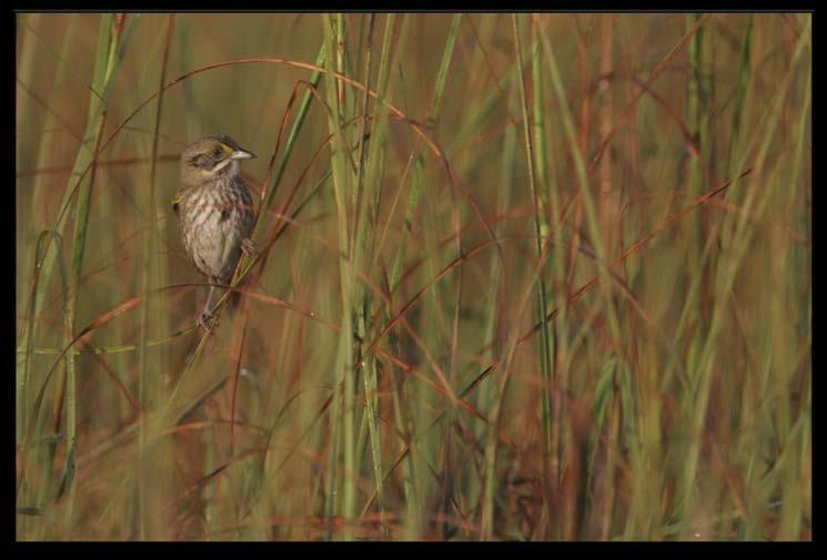 RECOVERING SMALL CAPE SABLE SEASIDE SPARROW (AMMODRAMUS MARITIMUS MIRABILIS) SUBPOPULATIONS: BREEDING AND DISPERSAL OF SPARROWS IN THE EVERGLADES THOMAS VIRZI AND MICHELLE J.
