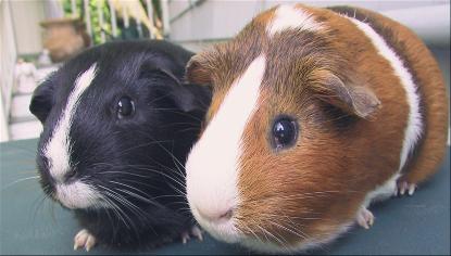 Chapter 1 Guinea Pigs as Pets People who live with guinea pigs know that dogs and cats have not cornered the market when it comes to love and affection. Guinea pigs can be very warm-hearted creatures.