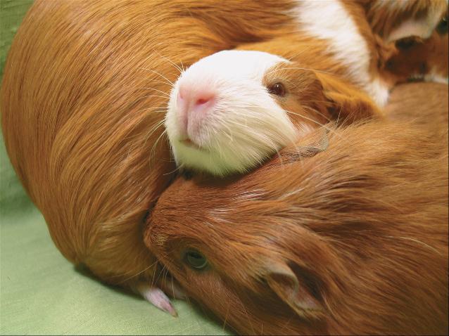 Chapter 1 Guinea Pigs as Pets several hours a day with your guinea pig and possibly to take on the responsibility of owning two of them? Guinea pigs also need daily exercise.