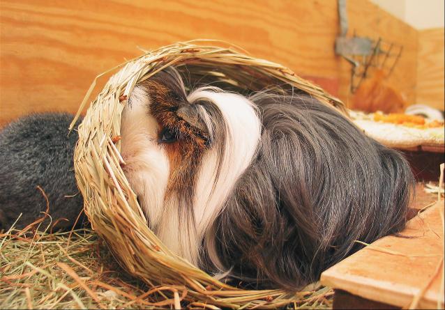 16 Part I The World of the Guinea Pig Just watching your guinea pig can be a lot of fun. Whatever your child s responsibility, praise him or her for a job well done.