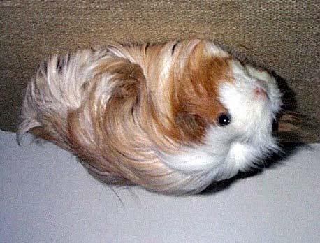 All of the guinea pig breeds with long hair, like me (I