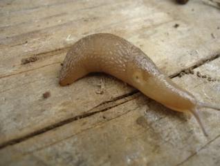 Slugs and snails: intermediate host Slugs and snails eat rat feces.