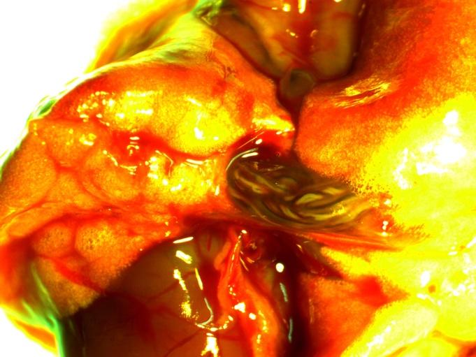 Larvae are visible on the surface of the brain of the rat (above right).
