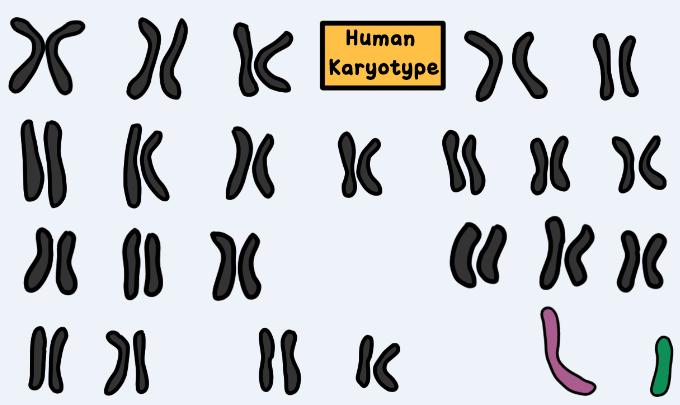 SEX-LINKED TRAITS Amoeba Sisters Video Recap: Sex-Linked Traits Below is a picture of a human karyotype. 1. Place numbers by each chromosome pair. How many chromosome pairs are there? 2.