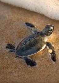 How Billion Baby Turtles Works Billion Baby Turtles supports sea turtle conservation organizations that work to protect sea turtle hatchlings across Latin America.