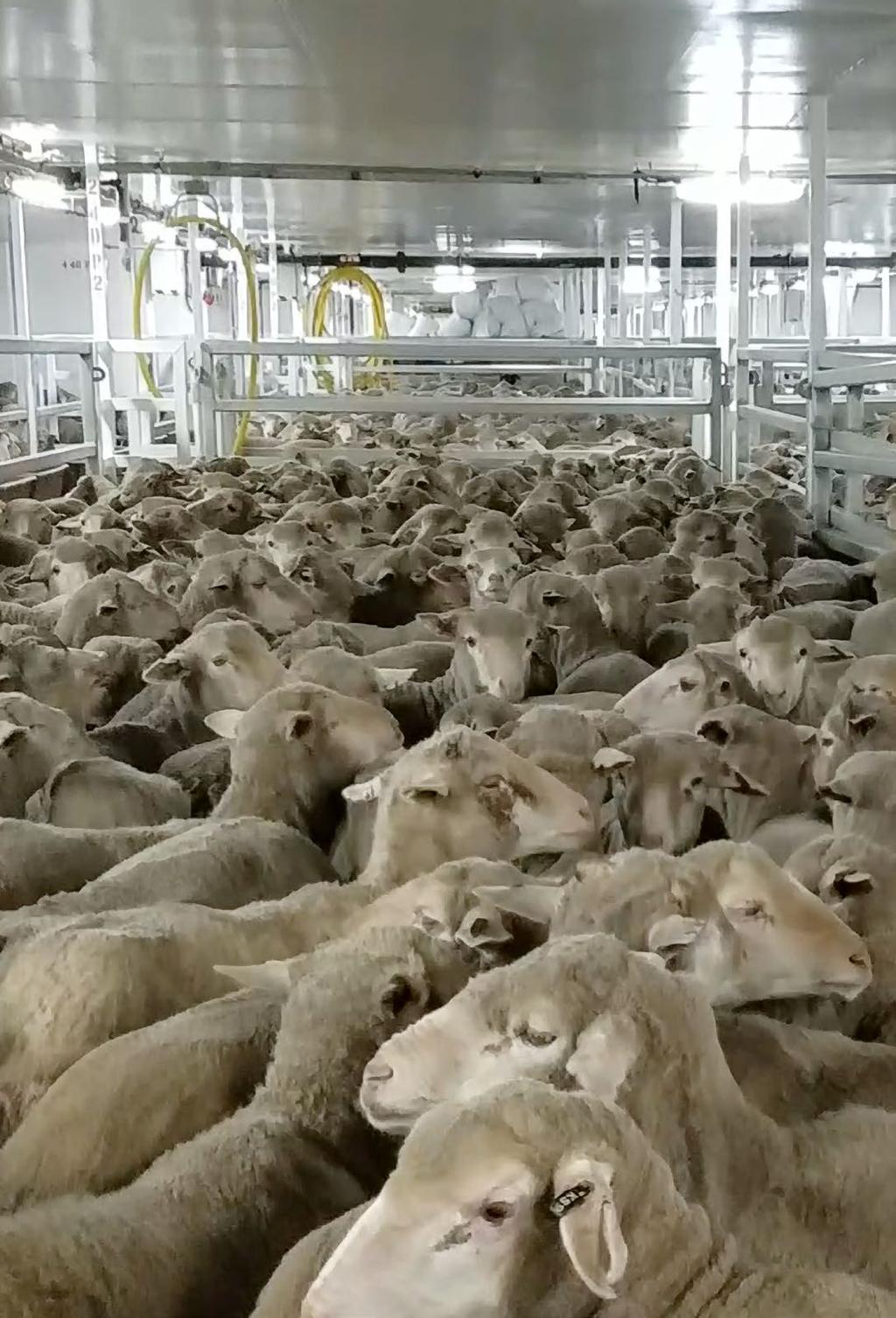 LIVE SHEEP EXPORT TO THE MIDDLE EAST LIVE SHEEP EXPORT TO THE