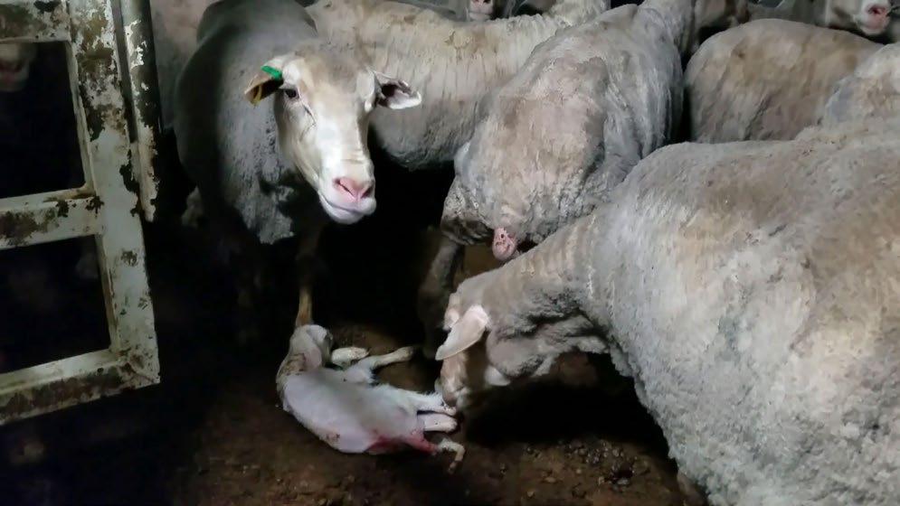 LIVE SHEEP EXPORT TO THE MIDDLE EAST The regulatory obligations The Federal Department of Agriculture and Water Resources (DAWR) acts as the regulator for Australia s live export trade.