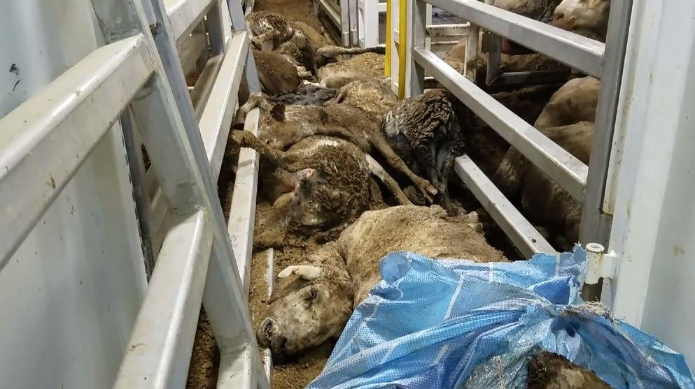 LIVE SHEEP EXPORT TO THE