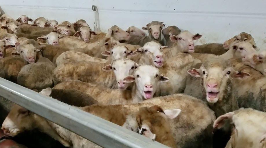 LIVE SHEEP EXPORT TO THE MIDDLE EAST ASEL STANDARD 5: ONBOARD MANAGEMENT OF LIVESTOCK S5.
