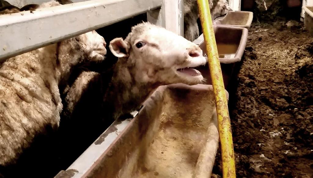 BREACHES OF AUSTRALIAN AND INTERNATIONAL STANDARDS The high risk to sheep exported from Australia during summer in the Middle East is sufficient to warrant consideration of