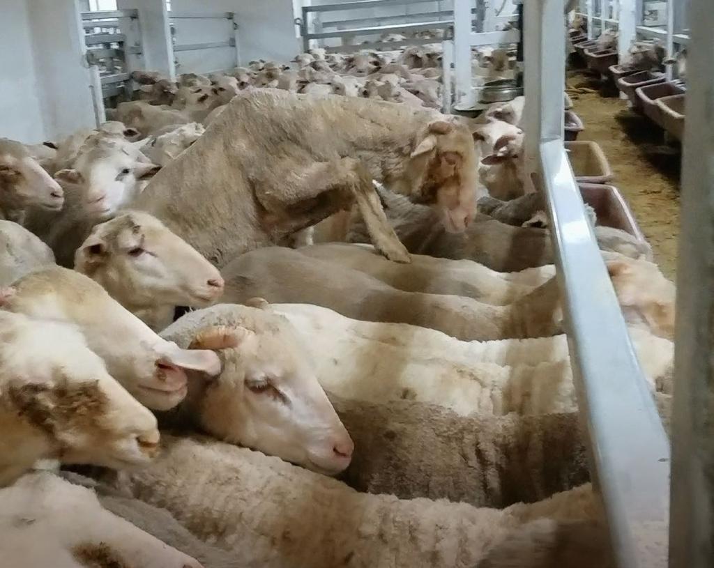 BREACHES OF AUSTRALIAN AND INTERNATIONAL STANDARDS Permissible stocking densities prohibit sheep from having ready access to food and water. OIE CHAPTER 7.2.