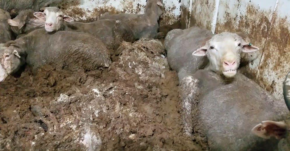 LIVE SHEEP EXPORT TO THE MIDDLE EAST EXECUTIVE SUMMARY This document presents clear evidence of breaches of Federal and State Laws, as well as international standards including: the Australian