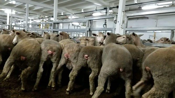 LIVE SHEEP EXPORT TO THE MIDDLE EAST Breaches of Australian and International standards: IMPACTS OF ROUGH SEAS Anecdotal evidence suggests that the movement of ships causes significant stress.
