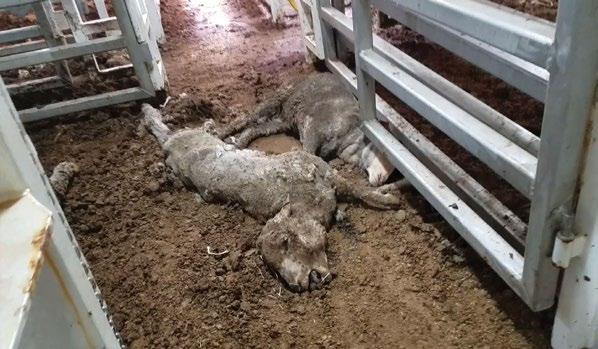 INTRODUCTION The Australian Livestock Exporters Council s no fear, no pain commitment.