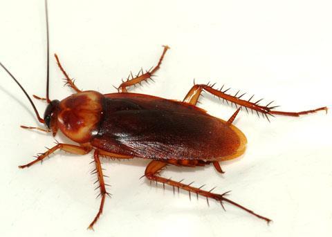 Periplaneta americana (American Cockroach) Order: Blattodea (Cockroaches) Class: Insecta (Insects) Phylum: Arthropoda (Arthropods) Fig. 1. American cockroach, Periplaneta americana. [http://nathistoc.