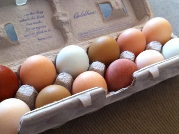 Fertile Hatching Egg Raffle We will accept donations of fertile hatching eggs from tested flocks. All donations should be labeled with Breed and Variety included.
