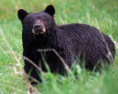 American Black Bears Black bears were likely common in the forests of southern New England at the time when the first European traders and settlers arrived.