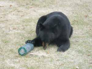 4 problems for bears and many wildlife species. Poaching to supply bear parts to foreign markets is also an ongoing problem in some areas. Very few black bears die of disease.