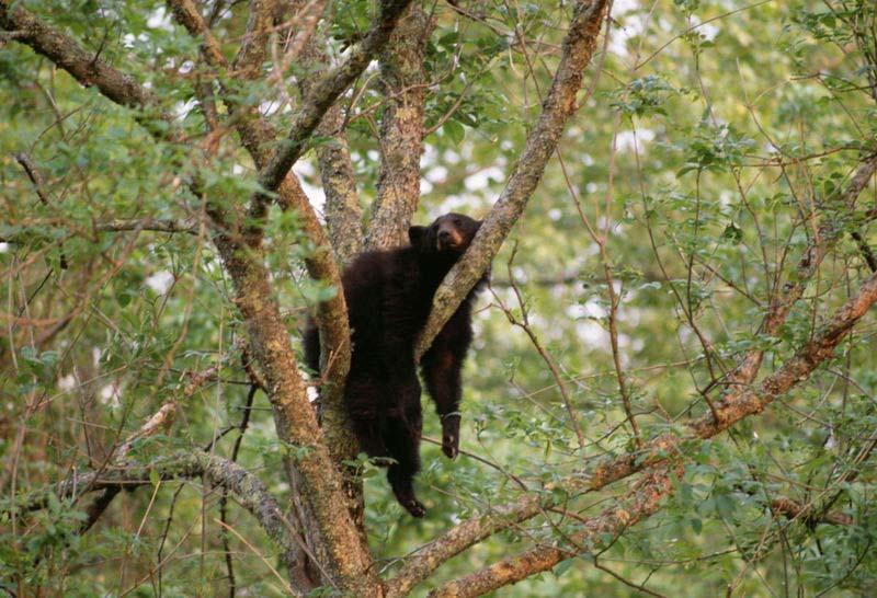 5 Black bears are adaptable to many different areas.