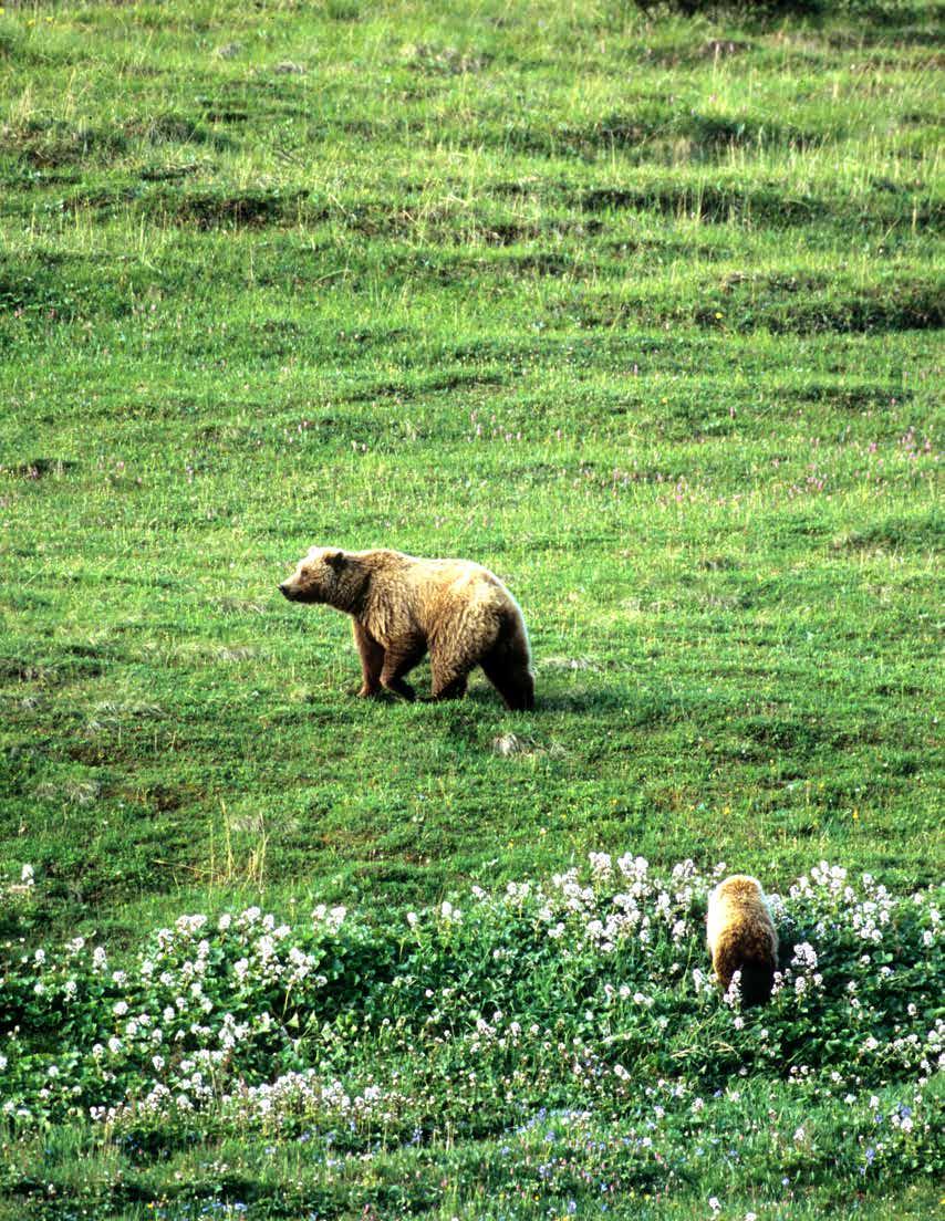 Brown Bears Brown bears are brown right? Not always!