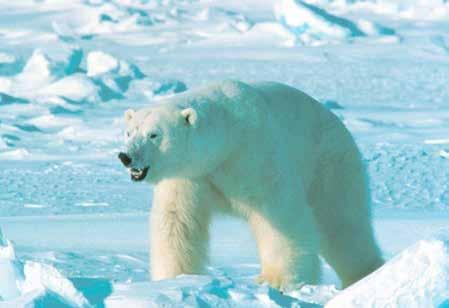The melting sea ice is forcing them to move farther inland and is also making it more difficult for them to obtain the food they need to