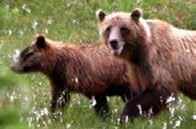 Bears are defensive of their food and cubs, and may react when threatened.