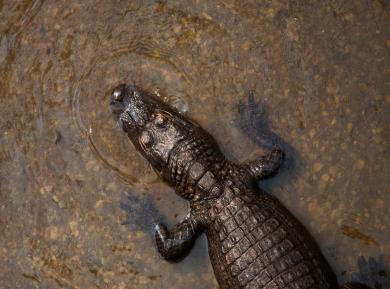 Source 1 Habitats 1 American Alligators can be found in fresh water environments like rivers, lakes, ponds, swamps and marshes.