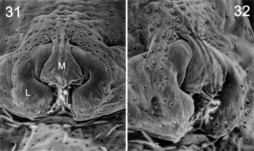 74 THE JOURNAL OF ARACHNOLOGY Figures 31 32. Apostenus californicus, female epigynum, setae removed: 31. Ventral view showing lateral (L) and median (M) lobes; 32. Ventrolateral view.