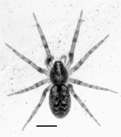 64 THE JOURNAL OF ARACHNOLOGY Figure 1. Apostenus californicus, female, dorsal view. Scale bar 1 mm. group to the Palearctic Liocranum L.
