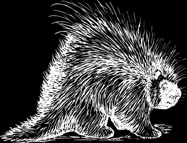Porcupines eat leaves and twigs. Another term for plant-eater is h.