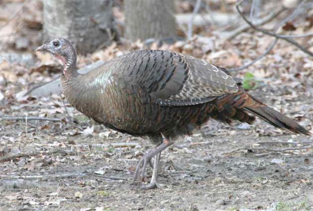 Northrup (http://www.northrup.org/) Background By using a call, a person is imitating not the male Wild Turkey, but the Wild Turkey hen.