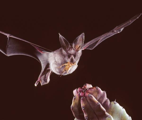For example, some bats that feed on nectar need long, thin faces to insert into flowers, while insect-eating bats have shorter muzzles and stronger jaws to chomp down on insects.
